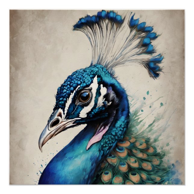 Vibrant Iridescent Peacock Feather Glossy Poster  (Front)