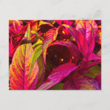 Vibrant Magenta and Green Leaves Close Up