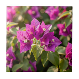 Vibrant Magenta Purple Bougainvillea Bloom Ceramic Tile