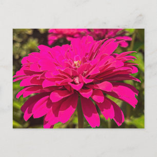 Vibrant Magenta Zinnia Flower – Athens Georgia Postcard