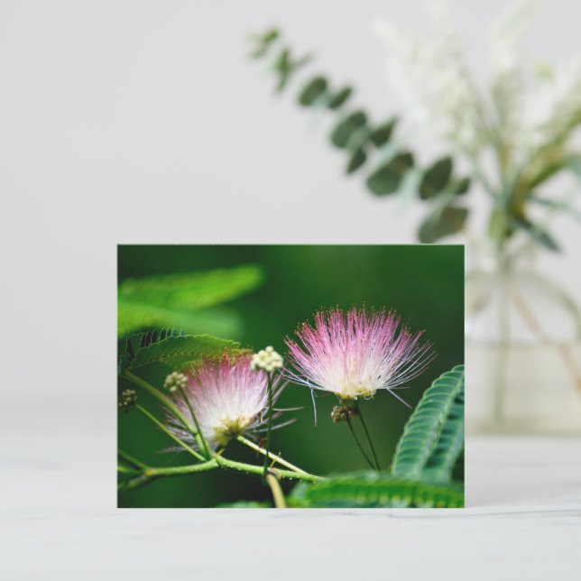 Vibrant Mimosa Flower Postcard (Standing Front)