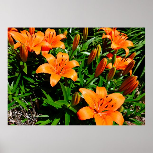 Vibrant Orange Asian Lilies Poster (Front)