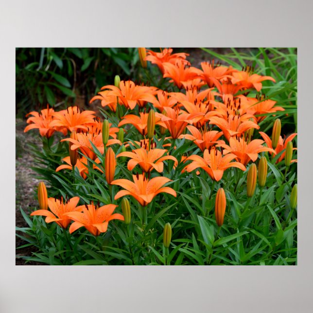 Vibrant Orange Asian Lilies Poster (Front)