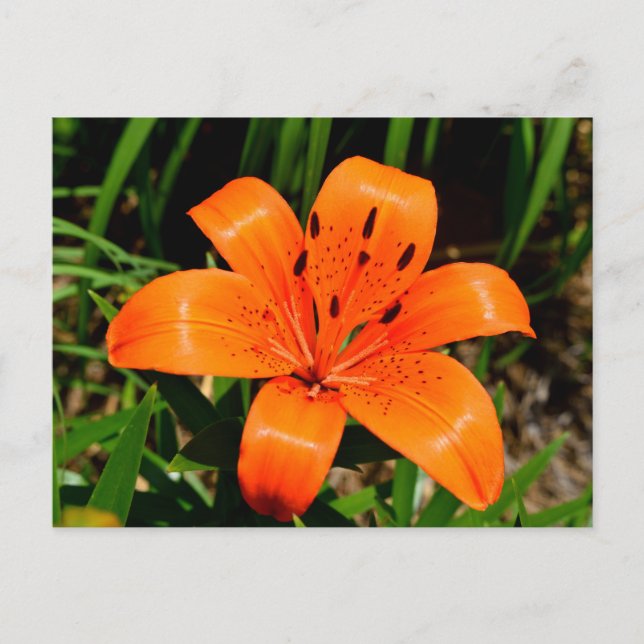 Vibrant orange Asian Lily Flower    Postcard (Front)
