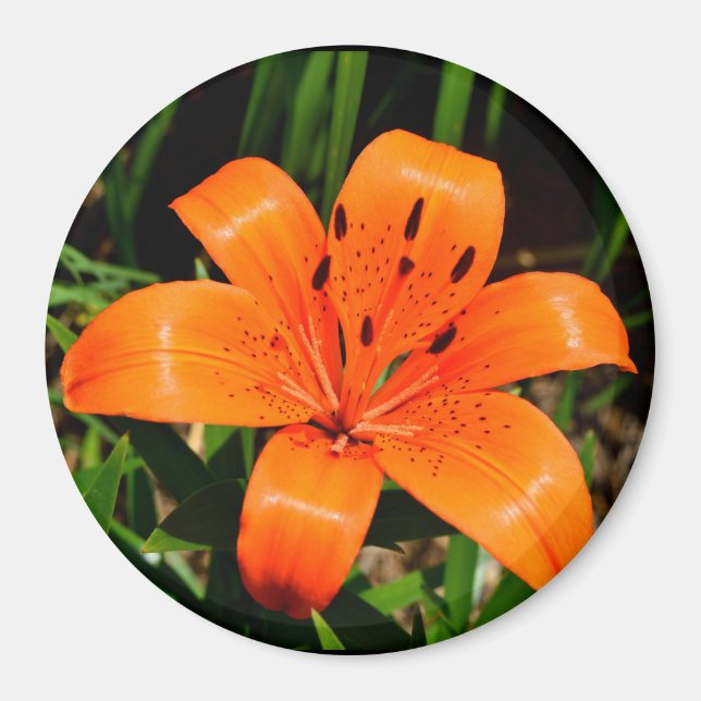 Vibrant orange Asian lily Magnet (Front)