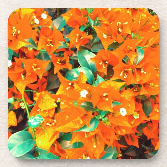 Vibrant Orange Bougainvillea Flowers Drink Coaster (Front)