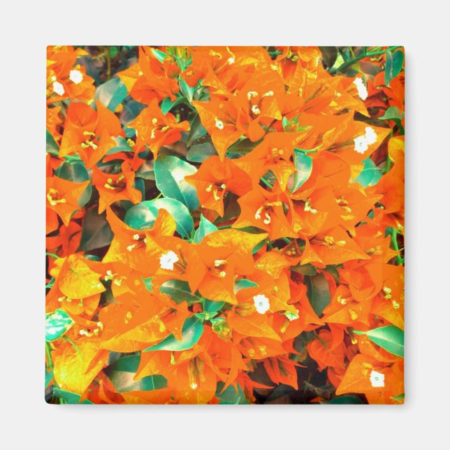 Vibrant Orange Bougainvillea Flowers Magnet (Front)