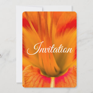 Vibrant orange daylily macro elegant floral holiday card