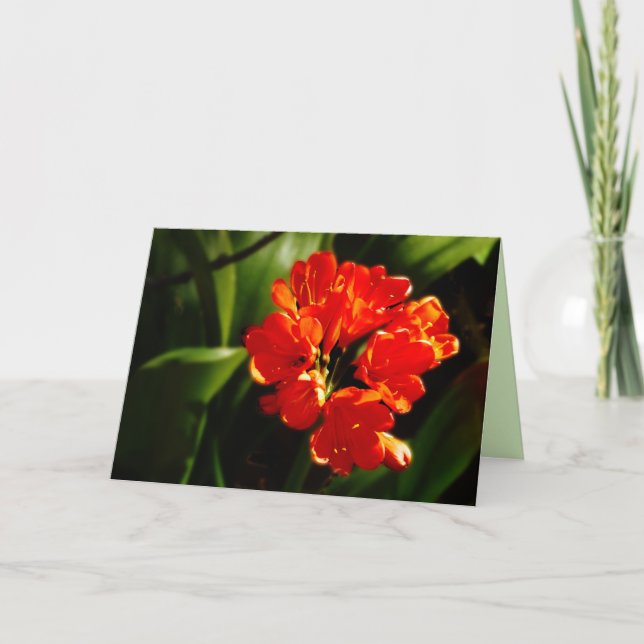 Vibrant Orange Flower,  Floral, Blank Greeting Card (Front)