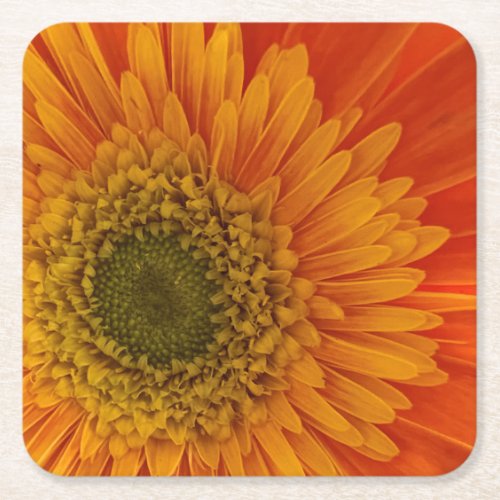 Vibrant Orange Gerbera Daisy Square Paper Coaster