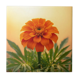Vibrant Orange Marigold Flower Golden Sunset Ceramic Tile