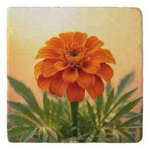 Vibrant Orange Marigold Flower Golden Sunset Trivet