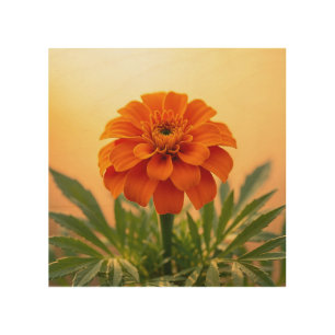 Vibrant Orange Marigold Flower Golden Sunset Wood Wall Art