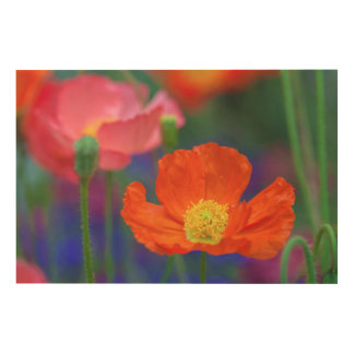 Vibrant Orange Poppy Close up  Wood Wall Art