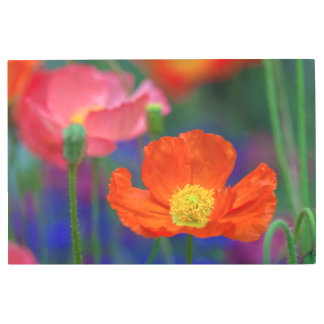 Vibrant Orange Poppy Metal Print