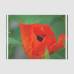 Vibrant Orange Poppy Tissue Paper