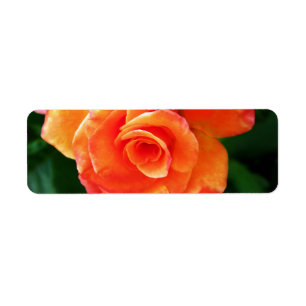 Vibrant Orange Rose Photograph Label