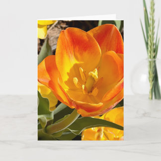 Vibrant Orange Tulip Floral Photography Blank Card