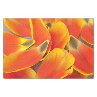 Vibrant Orange Tulip Petal Photograph Any Occasion