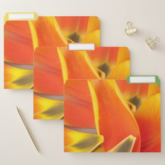 Vibrant Orange Tulip Petals Photograph