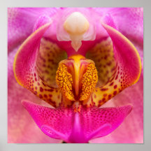Vibrant Orchid
