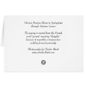 Vibrant Pansies (Back Horizontal)