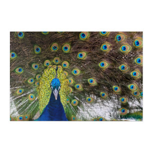 Vibrant Peacock Acrylic Print