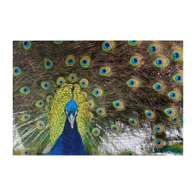 Vibrant Peacock Acrylic Print (Front)