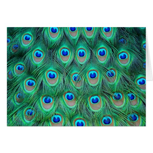 Vibrant Peacock Feathers Cards (Front Horizontal)