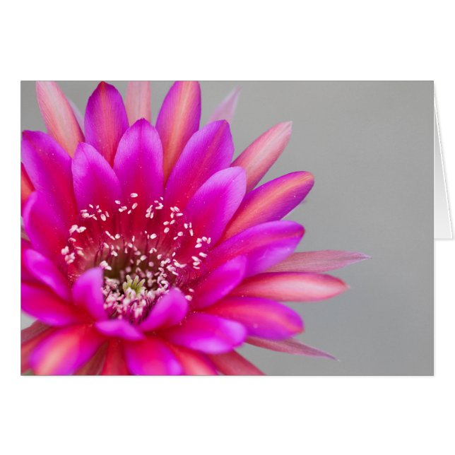 Vibrant pink cactus flower petals. cards (Front Horizontal)
