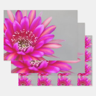 Vibrant pink cactus flower petals wrapping paper sheets