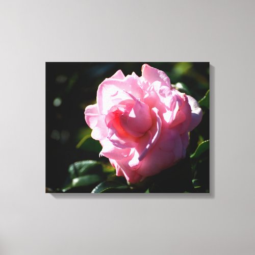 Vibrant pink Camelia flower Canvas Print