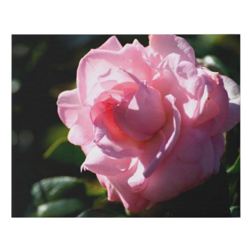 Vibrant pink Camelia flower Faux Canvas Print