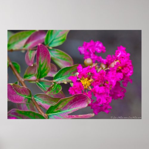 Vibrant Pink Crepe Myrtle in Bloom Poster