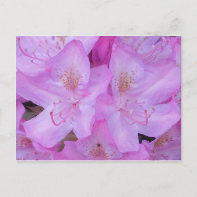 Vibrant Pink Floral Postcard (Front)