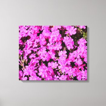 Vibrant Pink Flowers At Gardem Canvas Print by paul68 at Zazzle