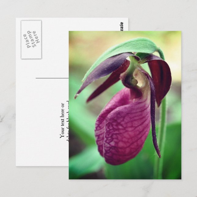 Vibrant Pink Lady Slipper Flower Photography Postcard (Front/Back)