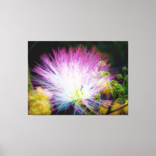 Vibrant Pink Mimosa Bloom Canvas Print
