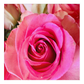 Vibrant Pink Rose Macro Acrylic Wall Art Print