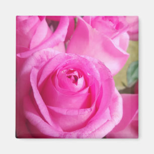 Vibrant Pink Roses Magnet
