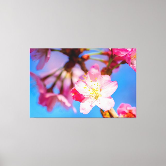 Vibrant Pink Sakura Blossoms And Clear Blue Sky Canvas Print (Front)