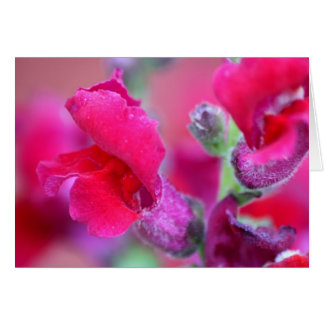 Vibrant Pink Snapdragons Cards