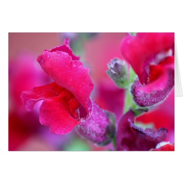 Vibrant Pink Snapdragons Cards (Front Horizontal)