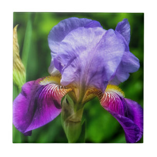 Vibrant purple blue yellow iris flower ceramic tile