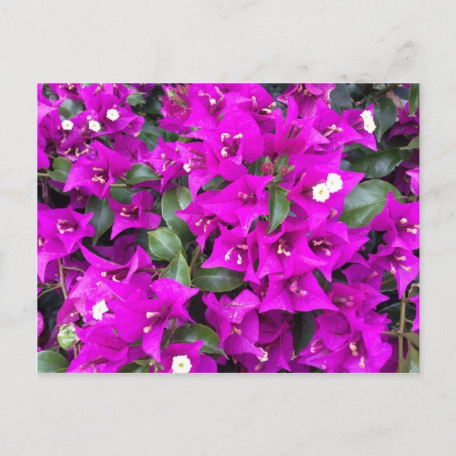 Vibrant Purple Bougainvillea Flowers Postcard (Front)