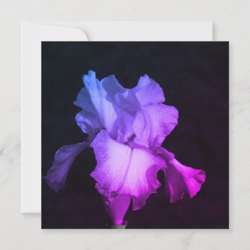 Vibrant Purple Iris on Dark Flat Card