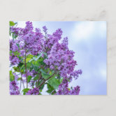 Purple Blue Flowers Postcard