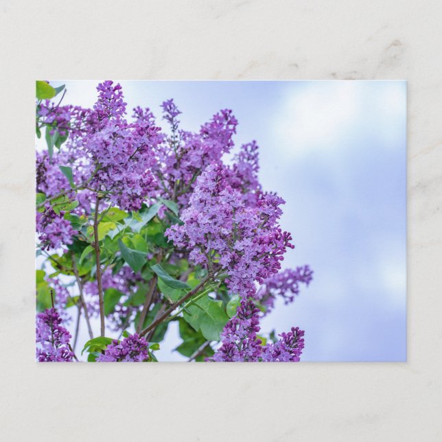 Vibrant Purple Lilac Flowers  Postcard (Front)