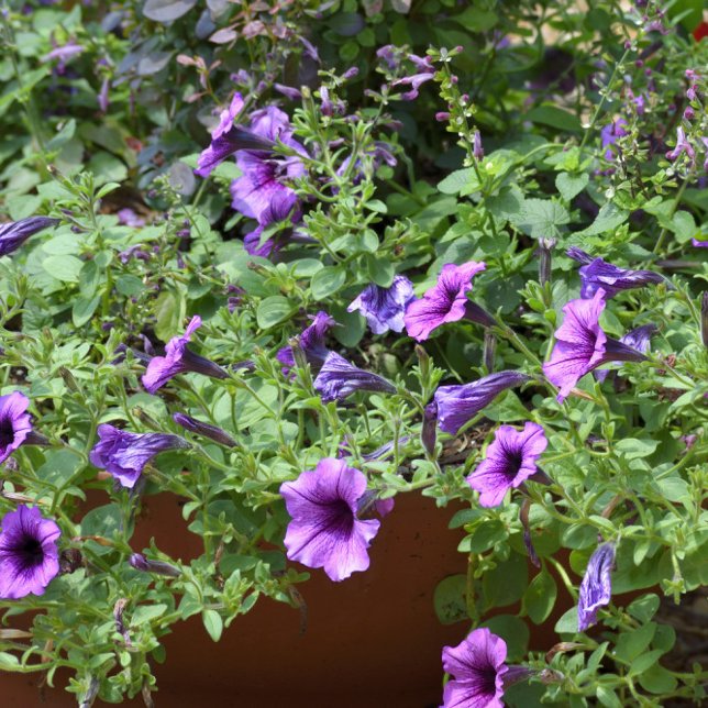 Vibrant purple trumpet flowers faux canvas print (Creator Uploaded)