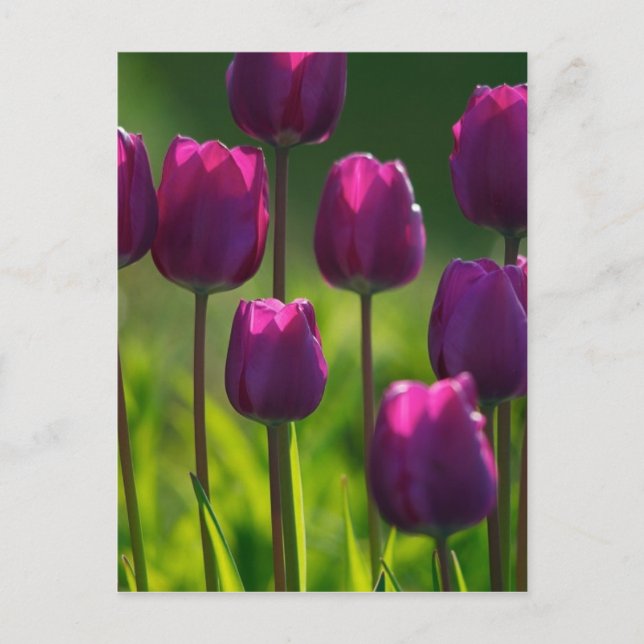 VIBRANT PURPLE TULIPS POSTCARD (Front)
